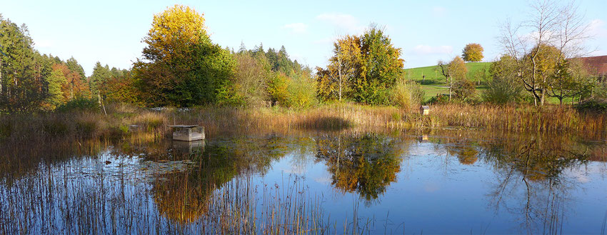 Herbstfärbung am Grüenbodeweiher