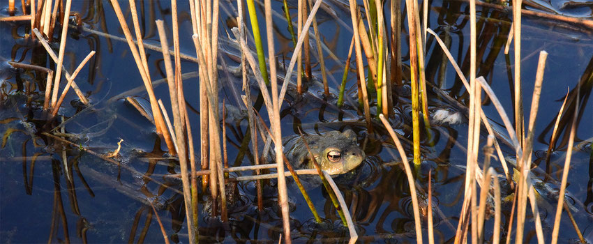 Erdkröte im Karpfenteich