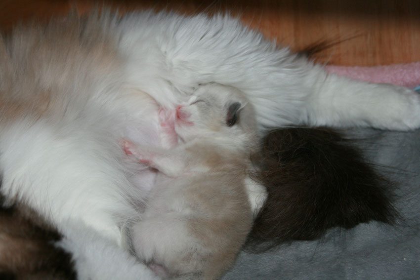 Après un début un petit peu compliqué, la maman et le bébé se portent bien🥰