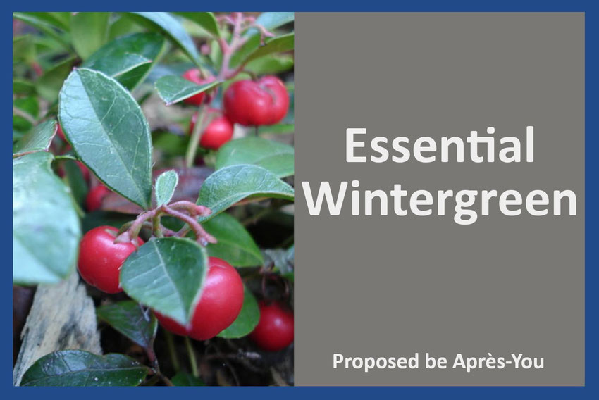 Illustration of the blog post about essential oil of WIntergreen