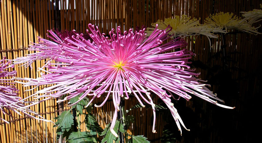 Chrysanthème - 2009 - exposition sur l'île de Enoshima