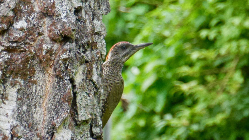 European green woodpecker - Groene Specht - Grünspecht - Gröngöling - Picus viridis