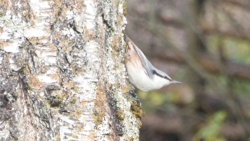 Eurasian nuthatch - Boomklever - Kleiber - Nötväcka - Sitta europaea