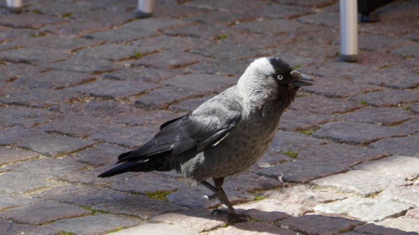 Nordic Jackdaw - Noordse Kauw - Nordische Dohle - Kaja - Coloeus monedula monedula