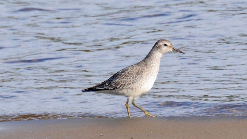 Knot - Kanoetstrandloper - Knut - Kustsnäppa - Calidris canutus