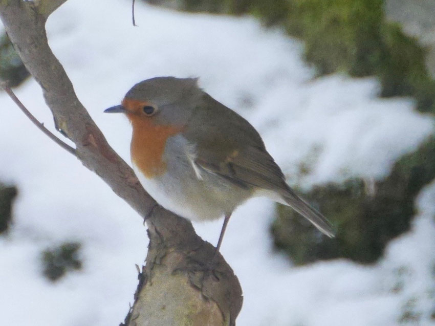 European robin - Roodborst - Rotkehlchen - Rödhake - Erithacus rubecula