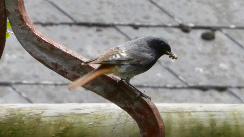 Black Redstart - Zwarte Roodstaart - Hausrotschwanz - Svart rödstjärt - Phoenicurus ochruros