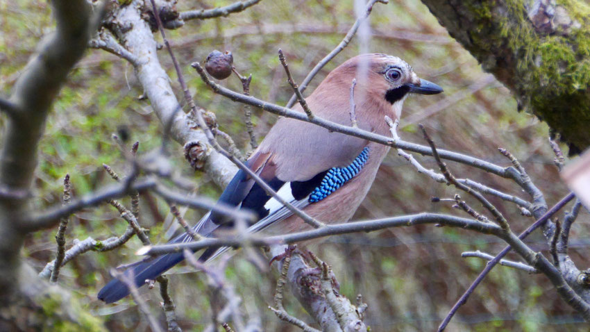 Jay - Vlaamse Gaai - Eichelhäher - Nötskrika - Garrulus glandarius