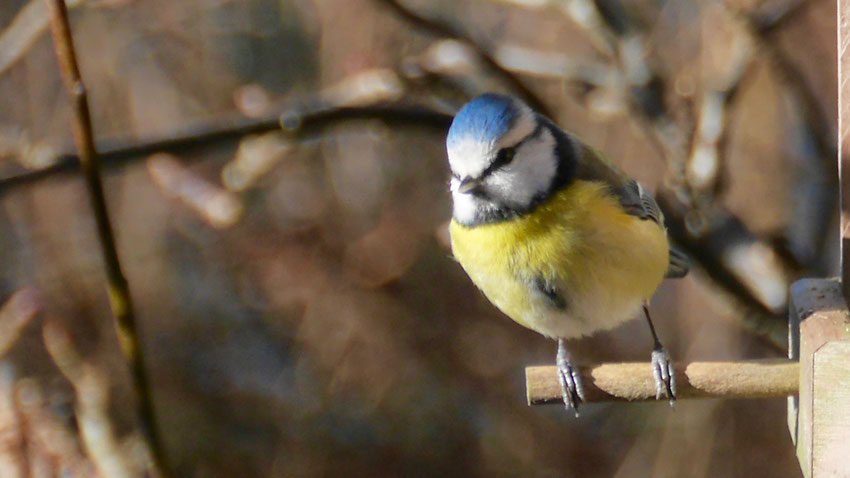 Eurasian blue tit - Pimpelmees - Blaumeise - Cyanistes caeruleus