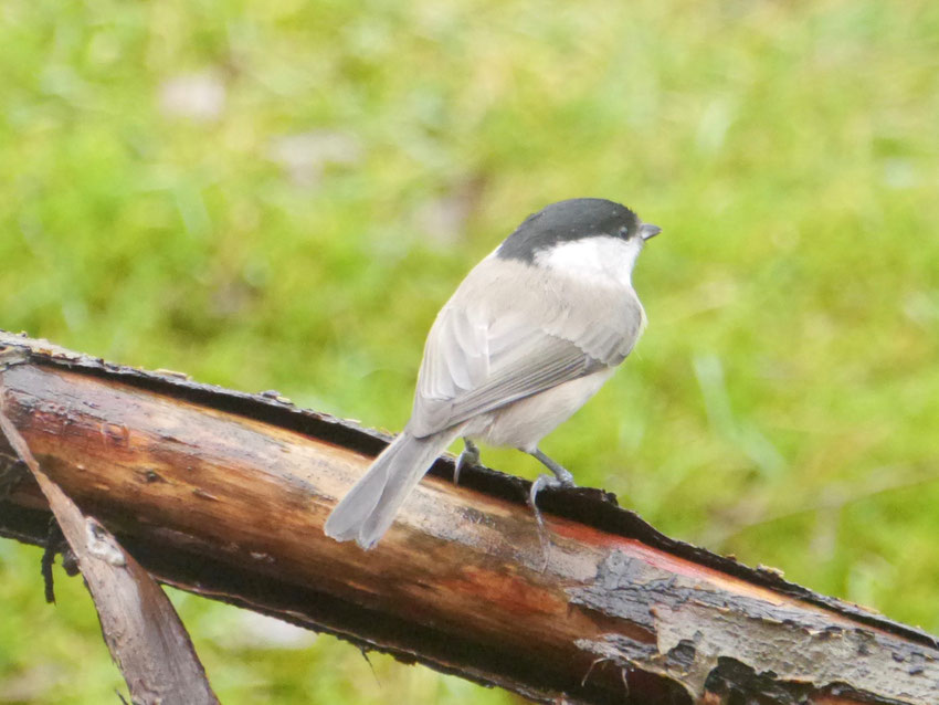 Willow tit - Matkop - Weidenmeise - Talltita - Poecile montanus