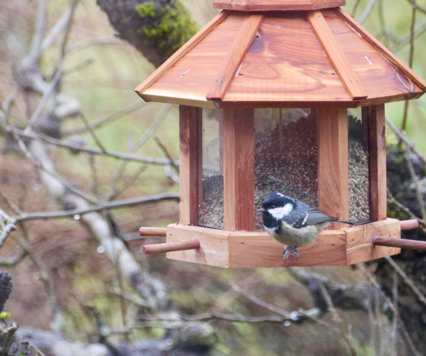 Coal tit - Zwarte Mees - Tannenmeise - Svartmes - Paris ater (Periparus)