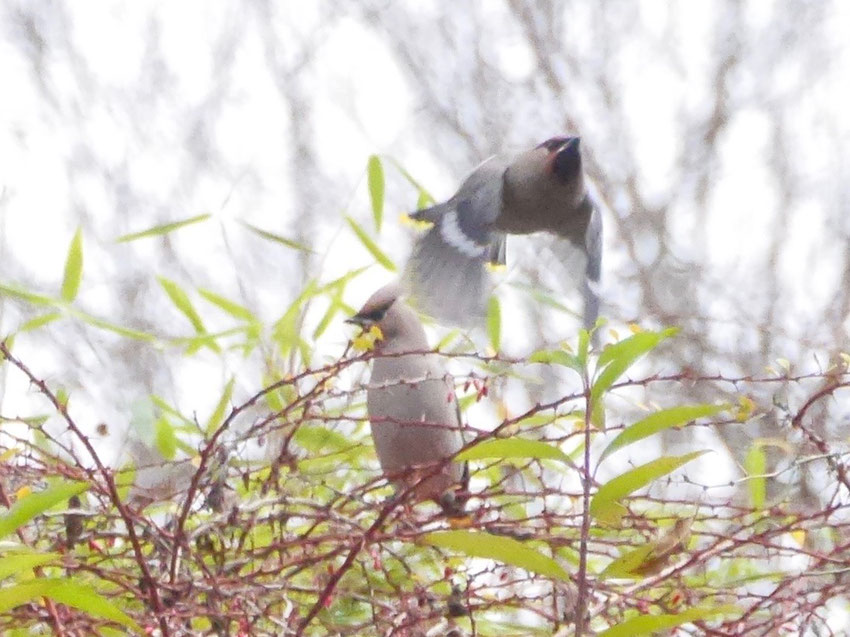 Bohemian waxwing - Pestvogel - Seidenschwanz - Sidensvans - Bombycilla garrulus