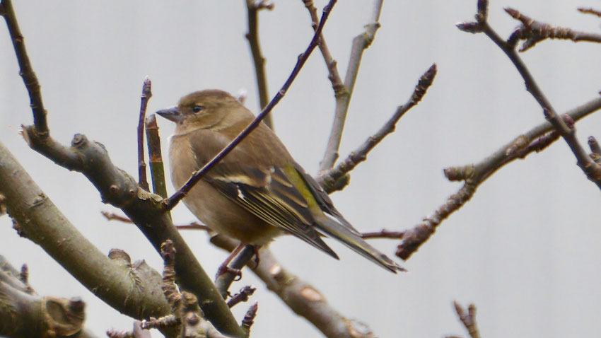 Greenfinch - Groenling - Grünfink - Grönfink - Cloris cloris