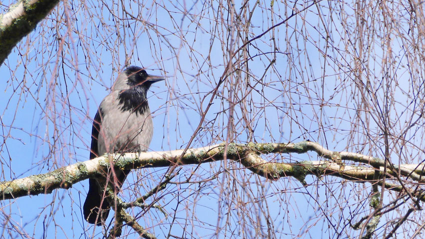 Hooded Crow - Bonte Kraai - Nebelkrähe - Gråkråka - Corvus Corone Cornix