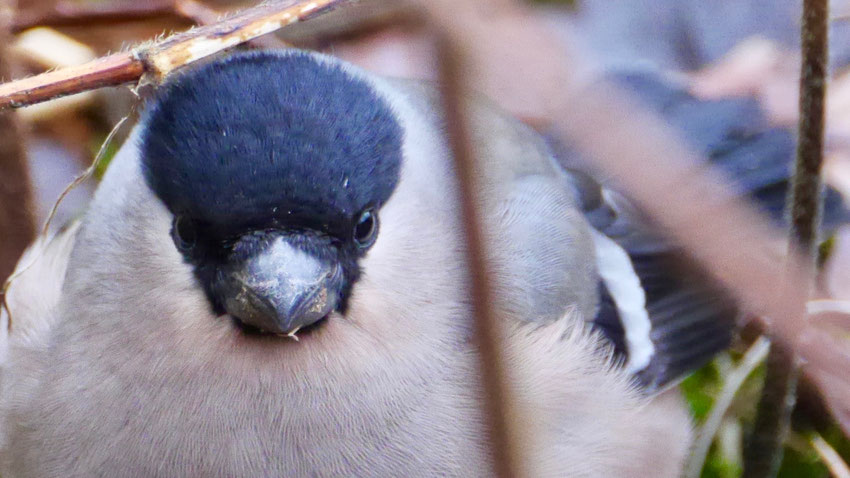 Eurasian bullfinch - Goudvink - Gimpel - Domherre - Pyrrhula pyrrhula