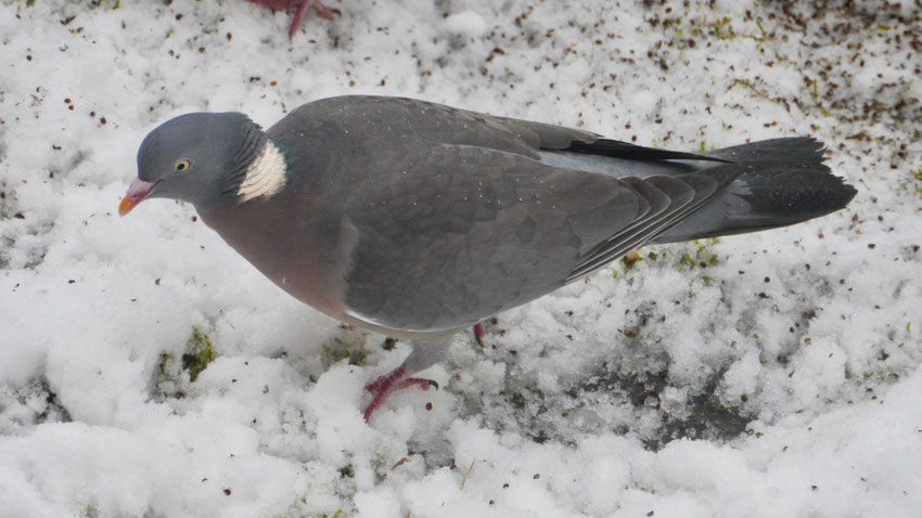 Woodpigeon - Houtduif - Ringeltaube - Ringduva - Columba palumbus