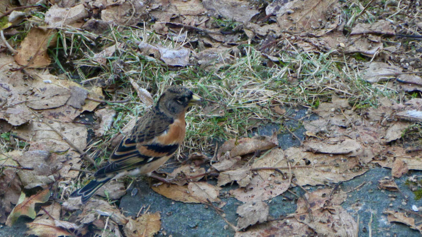 Brambling - Keep - Bergfink - Bergfink - Fringilla montifringilla