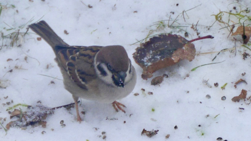 Eurasian tree sparrow - Ringmus - Feldsperling - Pilfink - Passer montanus