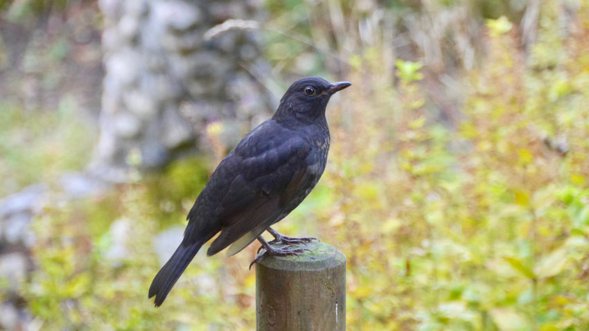 Blackbird - Merel - Amsel - Koltrast - Turdus merula