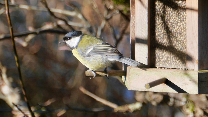 Great tit - Koolmees - Kohlmeise - Talgoxe - Parus major