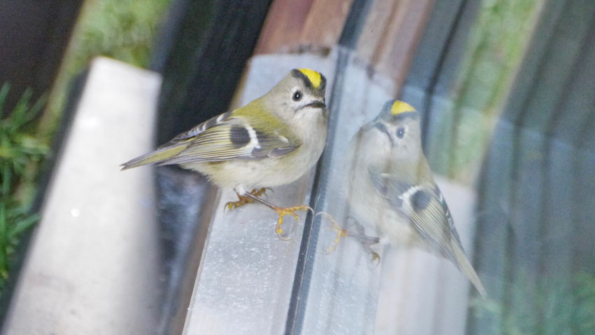 Goldcrest - Goudhaan - Wintergoldhähnchen - Kungsfågel - Regulus regulus