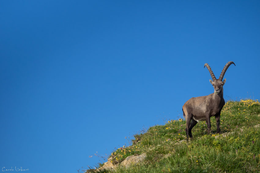 Steinbock auf dem Brienzer Rothorn