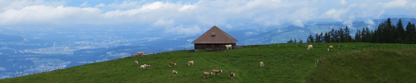 Alpbetrieb im Frutigtal