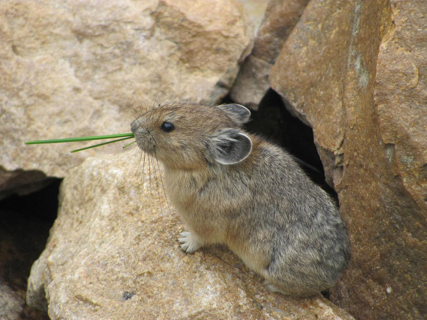 Pika