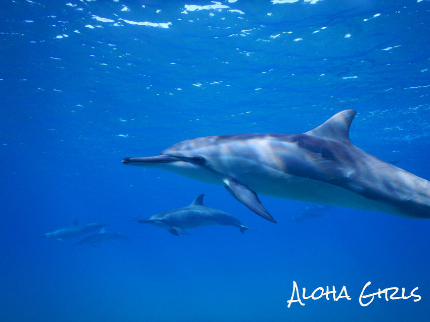 ゴールデンアンカーズ　アクアマイスター串本　海ブログ　「Aloha Girls の海ブログ」