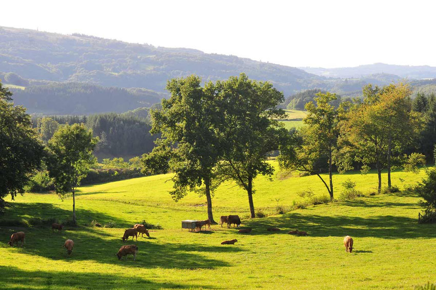 donkey-trekking in france