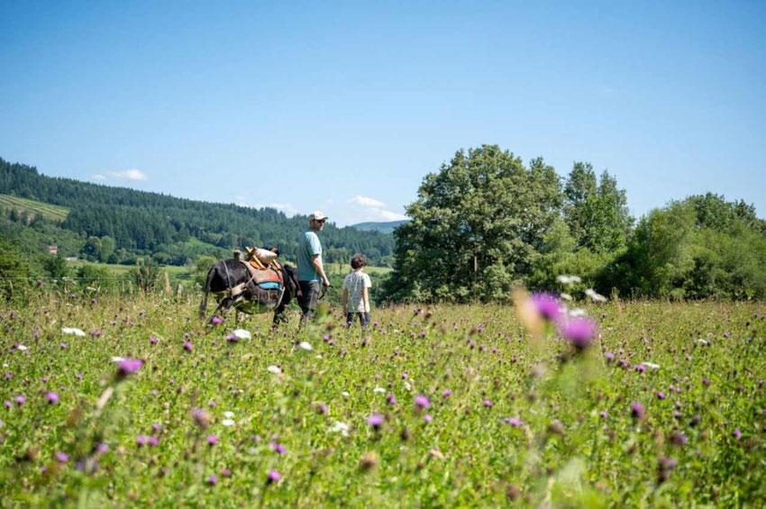 randonnée âne limousin