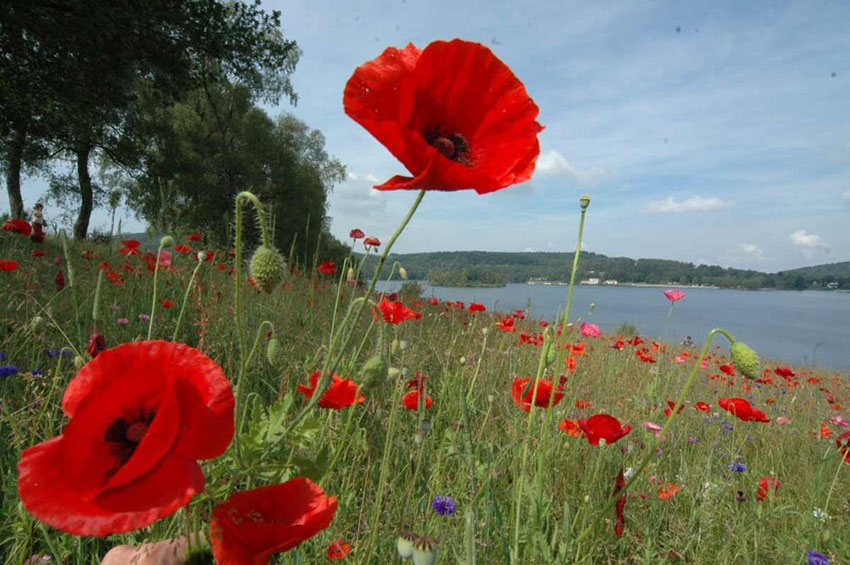 randonnée avec un âne au lac de vassivière en limousin