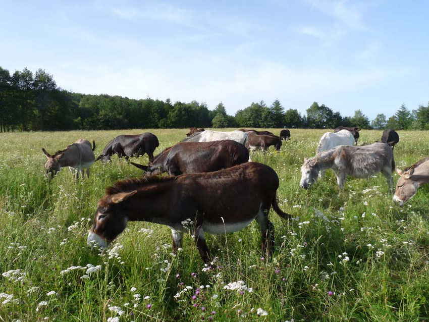 les ânes de vassivière