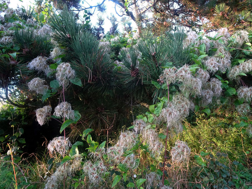 buissons d'automne