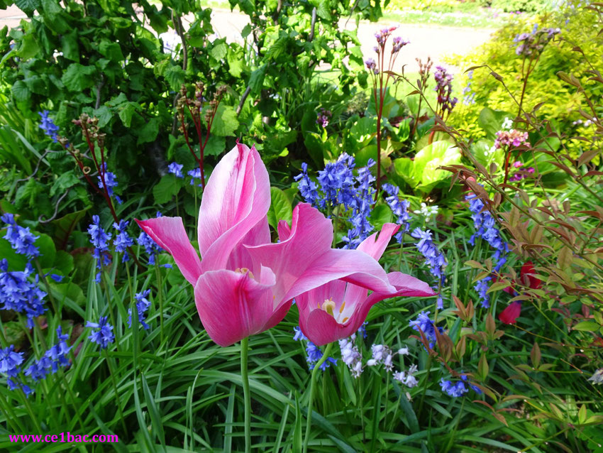 Tulipes roses, clochettes bleues et blanches