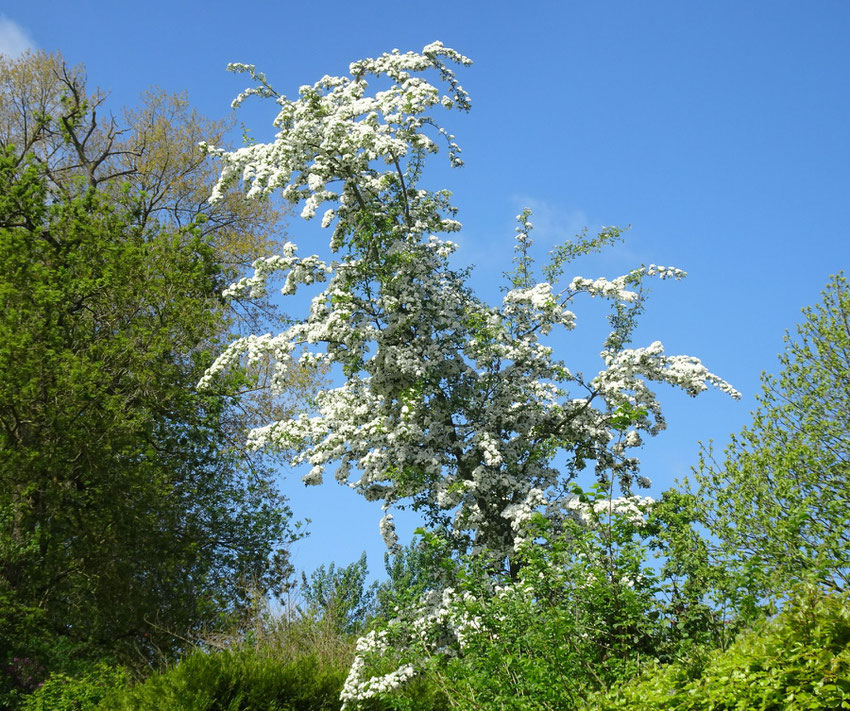 arbre fleuri en mai