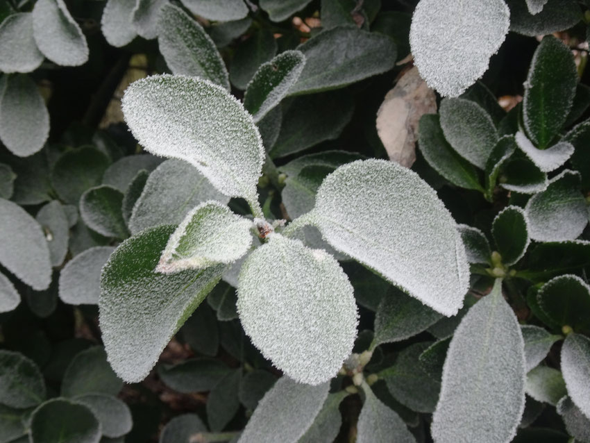 feuilles de laurier recouvertes de givre