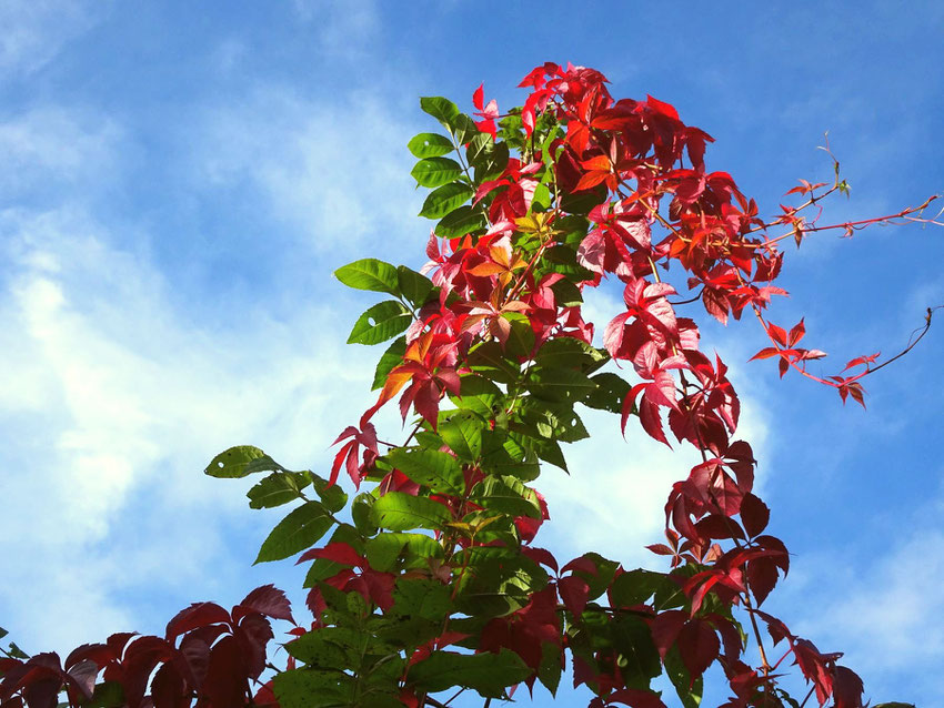 vigne rouge sur ciel bleu et nuages