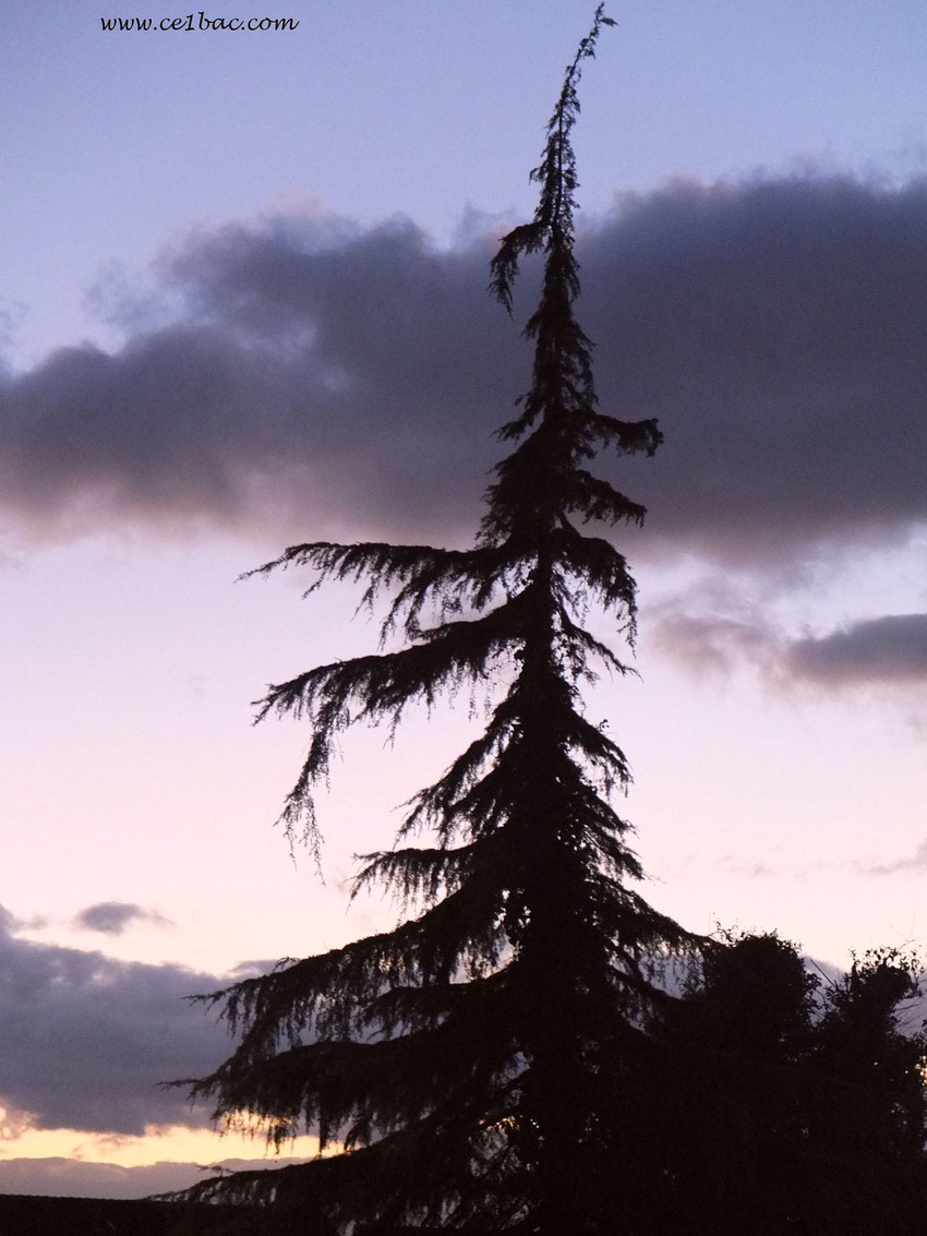 sapin au crépuscule