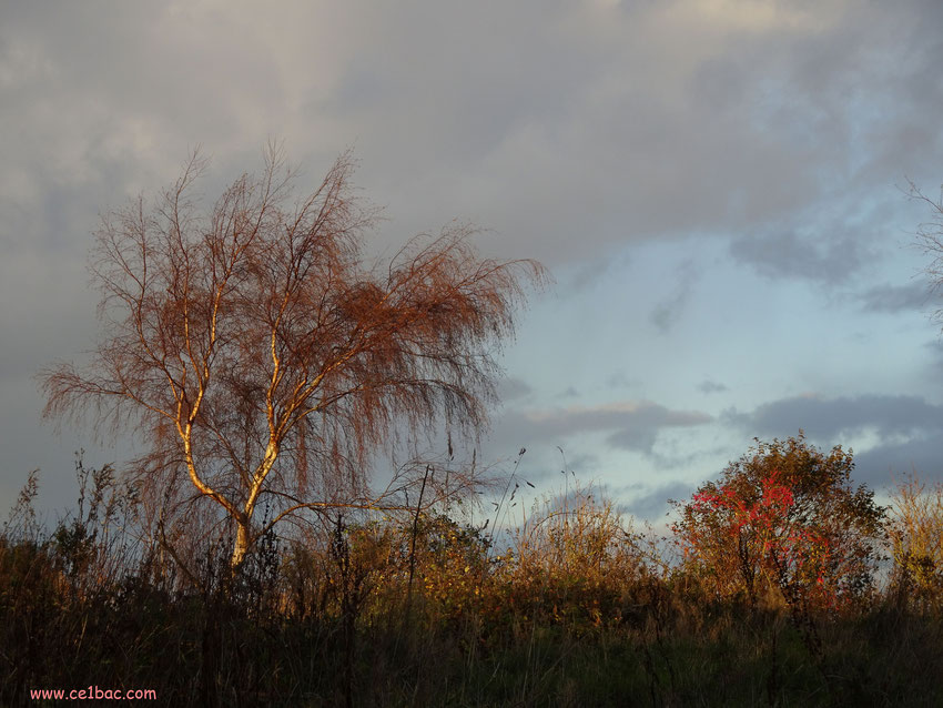 Au calme clair de lune triste et beau, Qui fait rêver les oiseaux dans les arbres