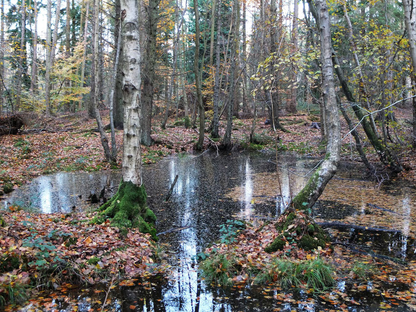 mare en forêt