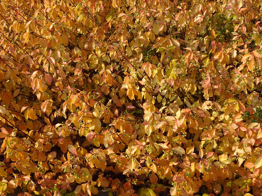 feuilles dorées