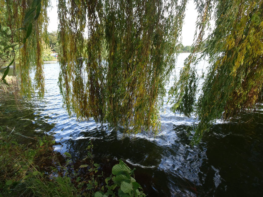 sous les saules