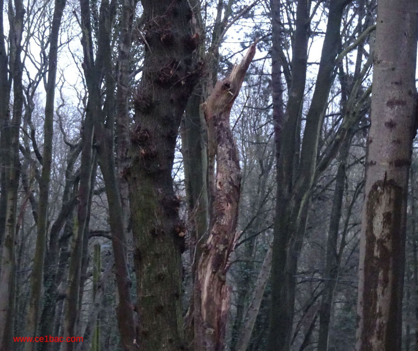 un arbre mystérieux