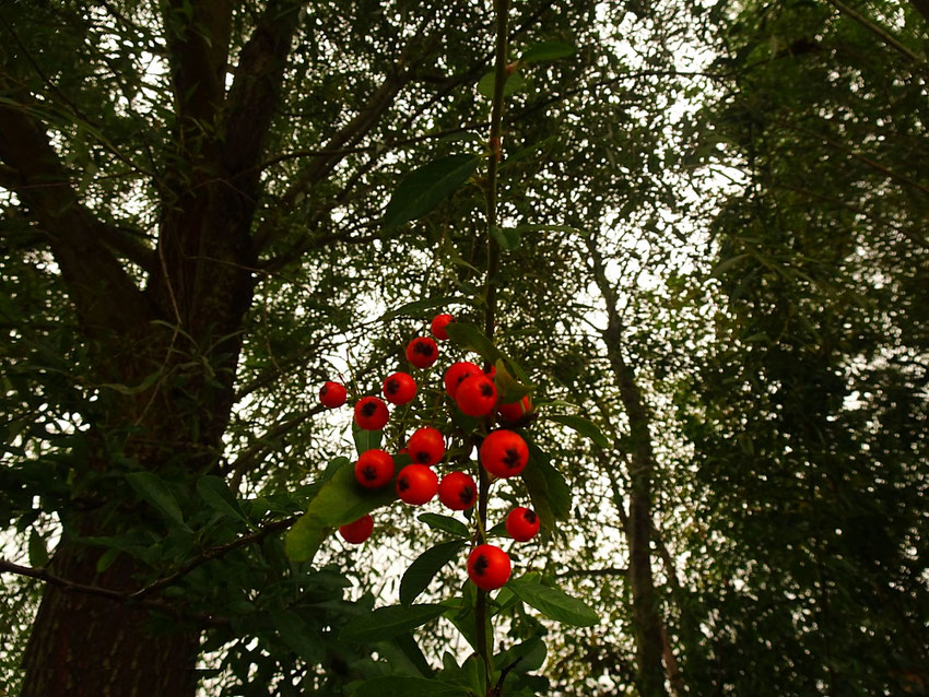 baies rouges