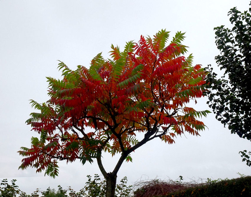 vinaigrier en novembre