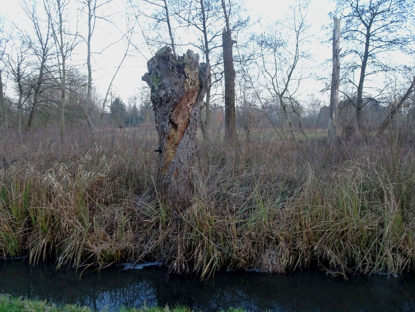 Tronc d'arbre au bord de l'eau