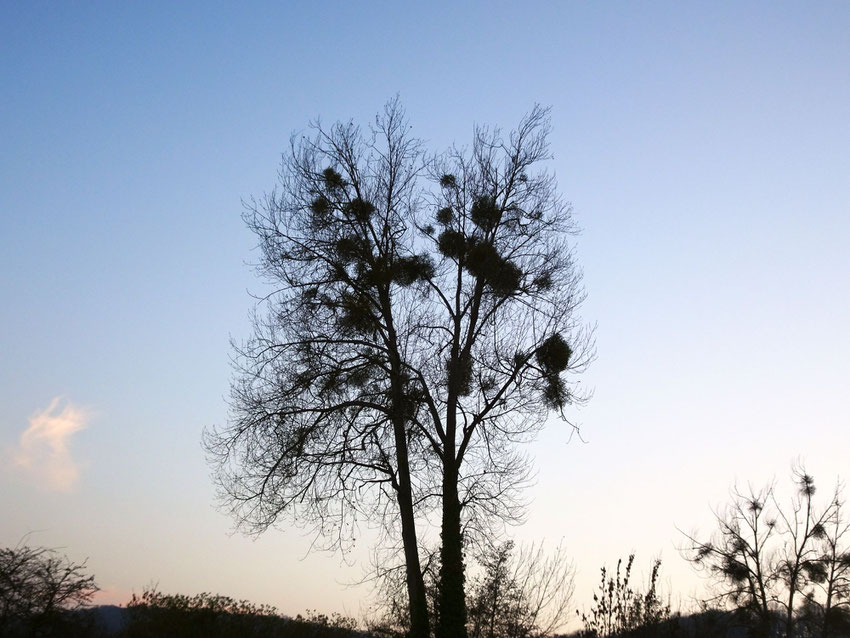 boules de gui dans un arbre