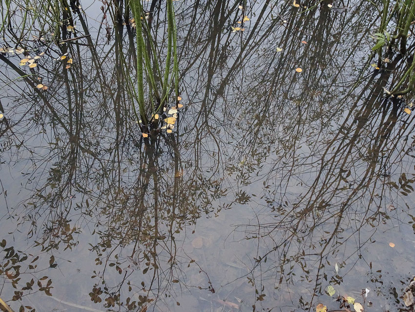 Reflet dans l'eau