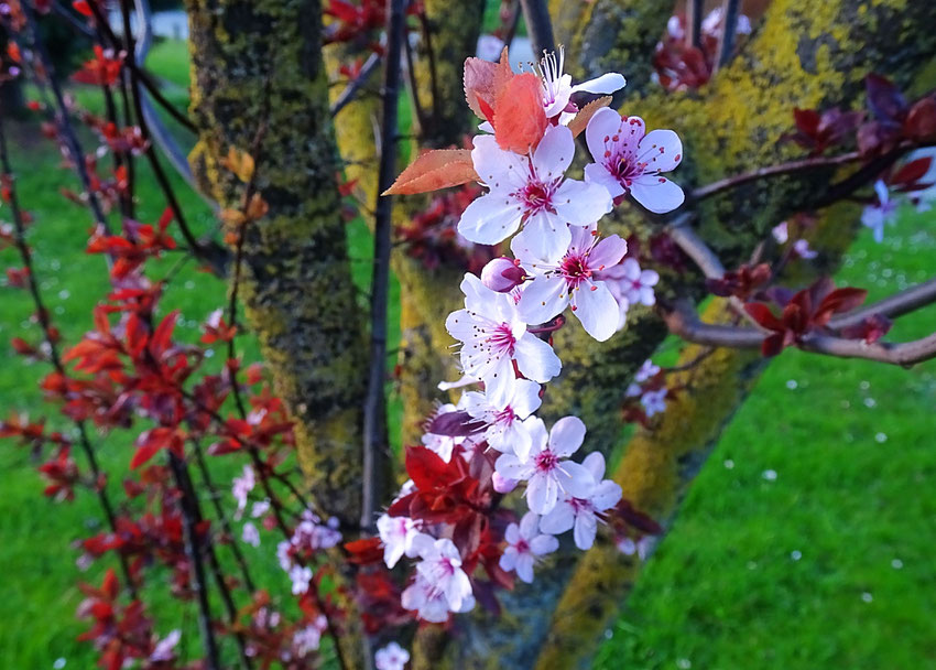 fleur arbuste